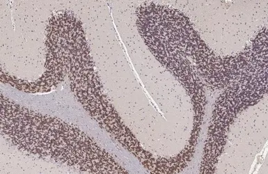 Anti-NeuN antibody used in IHC (Paraffin sections) (IHC-P). GTX133127