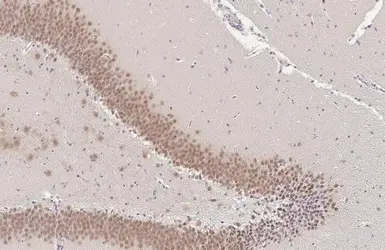 Anti-NeuN antibody used in IHC (Paraffin sections) (IHC-P). GTX133127