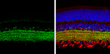 Anti-GAD65 antibody used in IHC (Paraffin sections) (IHC-P). GTX133156