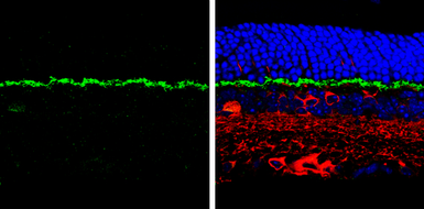 Anti-PSD95 antibody used in IHC (Paraffin sections) (IHC-P). GTX133167