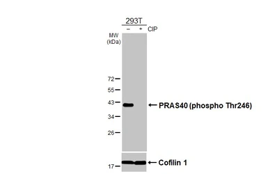 Anti-PRAS40 (phospho Thr246) antibody used in Western Blot (WB). GTX133176