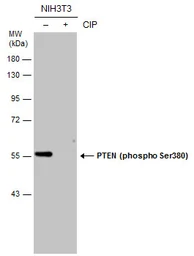 Anti-PTEN (phospho Ser380) antibody used in Western Blot (WB). GTX133192