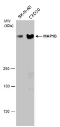 Anti-MAP1B antibody used in Western Blot (WB). GTX133209