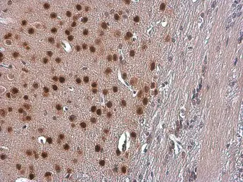 Anti-TBR1 antibody used in IHC (Paraffin sections) (IHC-P). GTX133228