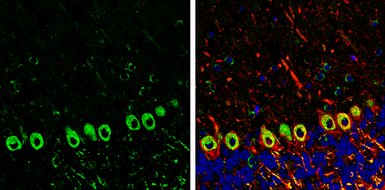 Anti-DLGAP1 antibody used in IHC (Frozen sections) (IHC-Fr). GTX133264