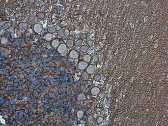 Anti-Neurofascin antibody used in IHC (Paraffin sections) (IHC-P). GTX133266