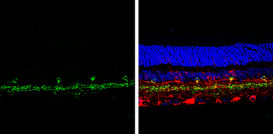 Anti-vGluT3 antibody used in IHC (Paraffin sections) (IHC-P). GTX133267