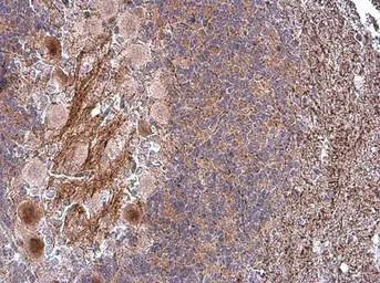 Anti-CASPR antibody used in IHC (Paraffin sections) (IHC-P). GTX133272