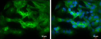 Anti-Striatin 4 antibody used in Immunocytochemistry/ Immunofluorescence (ICC/IF). GTX133282