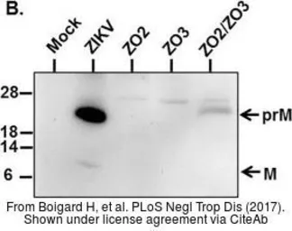 Anti-Zika virus prM protein antibody used in Western Blot (WB). GTX133305