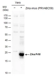 Anti-Zika virus prM protein antibody used in Western Blot (WB). GTX133305