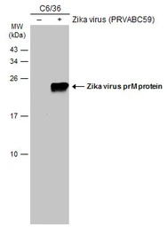 Anti-Zika virus prM protein antibody used in Western Blot (WB). GTX133305