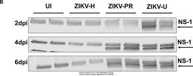 Anti-Zika virus NS1 protein antibody used in Western Blot (WB). GTX133307
