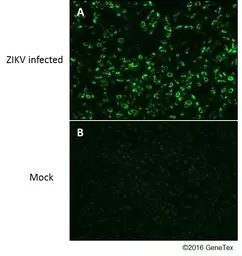 Anti-Zika virus NS1 protein antibody used in Immunocytochemistry/ Immunofluorescence (ICC/IF). GTX133307