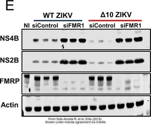 Anti-Zika virus NS2B protein antibody used in Western Blot (WB). GTX133308