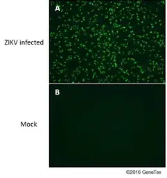 Anti-Zika virus NS4B protein antibody used in Immunocytochemistry/ Immunofluorescence (ICC/IF). GTX133311