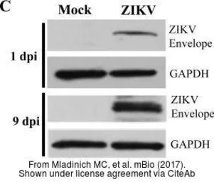 Anti-Zika virus Envelope protein antibody used in Western Blot (WB). GTX133314