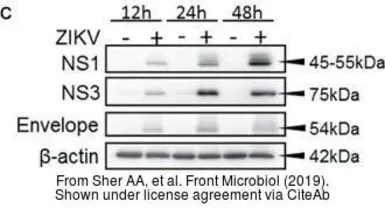 Anti-Zika virus Envelope protein antibody used in Western Blot (WB). GTX133314