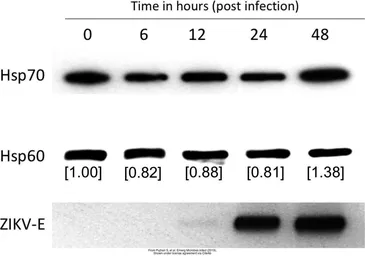 Anti-Zika virus Envelope protein antibody used in Western Blot (WB). GTX133314