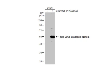 Anti-Zika virus Envelope protein antibody used in Western Blot (WB). GTX133314