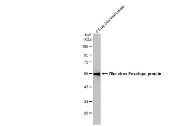 Anti-Zika virus Envelope protein antibody used in Western Blot (WB). GTX133314