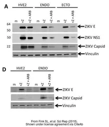 Anti-Zika virus Capsid protein antibody used in Western Blot (WB). GTX133317