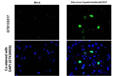 Anti-Zika virus Capsid protein antibody used in IHC-P (cell pellet) (IHC-P (cell pellet)). GTX133317