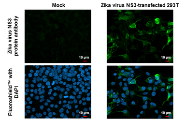 Anti-Zika virus NS3 protein antibody used in Immunocytochemistry/ Immunofluorescence (ICC/IF). GTX133320