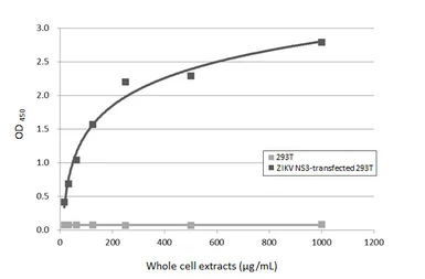 Anti-Zika virus NS3 protein antibody used in ELISA (ELISA). GTX133320