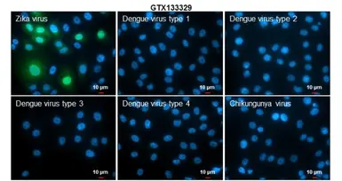 Anti-Zika virus NS5 protein antibody used in Immunocytochemistry/ Immunofluorescence (ICC/IF). GTX133329