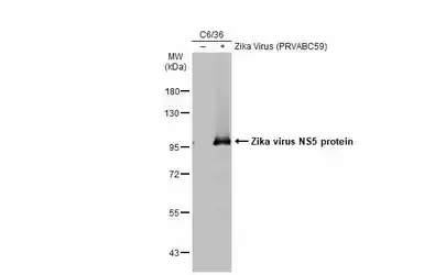 Anti-Zika virus NS5 protein antibody used in Western Blot (WB). GTX133329