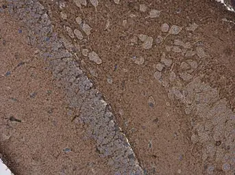 Anti-DPP6 antibody used in IHC (Paraffin sections) (IHC-P). GTX133338