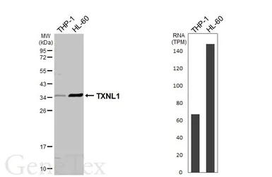 Anti-TXNL1 antibody used in Western Blot (WB). GTX133341