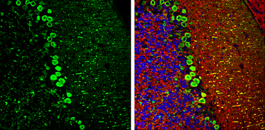 Anti-DARPP-32 antibody used in IHC (Frozen sections) (IHC-Fr). GTX133350