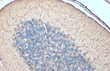 Anti-DARPP-32 antibody used in IHC (Paraffin sections) (IHC-P). GTX133350