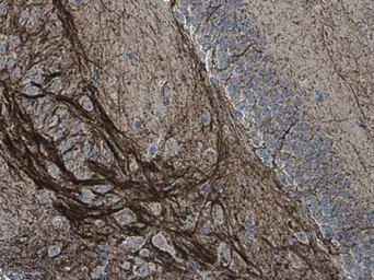 Anti-alpha Internexin antibody used in IHC (Paraffin sections) (IHC-P). GTX133356