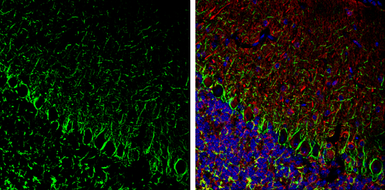 Anti-alpha Internexin antibody used in IHC (Frozen sections) (IHC-Fr). GTX133356