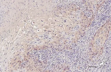 Anti-GSK3 beta antibody used in IHC (Paraffin sections) (IHC-P). GTX133372