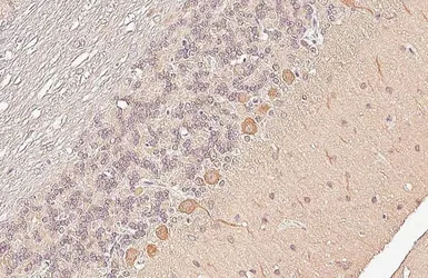 Anti-GSK3 beta antibody used in IHC (Paraffin sections) (IHC-P). GTX133372
