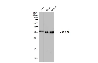 Anti-hnRNP A0 antibody used in Western Blot (WB). GTX133398
