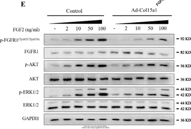 Anti-FGFR1 (phospho Tyr653/654) antibody used in Western Blot (WB). GTX133526