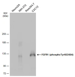 Anti-FGFR1 (phospho Tyr653/654) antibody used in Western Blot (WB). GTX133526
