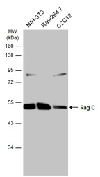 Anti-Rag C antibody used in Western Blot (WB). GTX133562