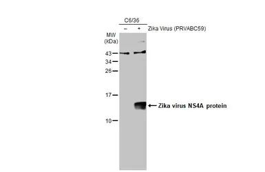 Anti-Zika virus NS4A protein antibody used in Western Blot (WB). GTX133704