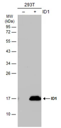 Anti-ID1 antibody used in Western Blot (WB). GTX133738