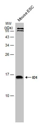 Anti-ID1 antibody used in Western Blot (WB). GTX133738