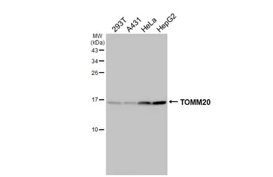 Anti-TOMM20 antibody used in Western Blot (WB). GTX133756