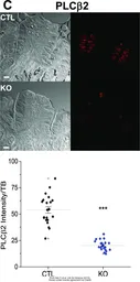 Anti-PLCB2 antibody used in IHC (Frozen sections) (IHC-Fr). GTX133765