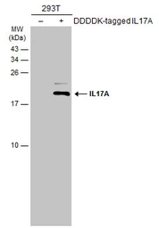 Anti-IL17A antibody used in Western Blot (WB). GTX133781