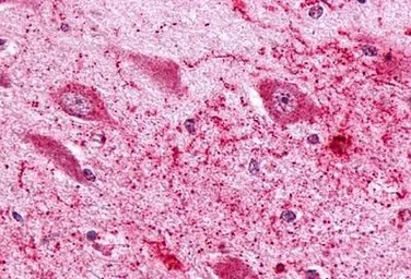 Anti-PTGER3 antibody used in IHC (Paraffin sections) (IHC-P). GTX13381